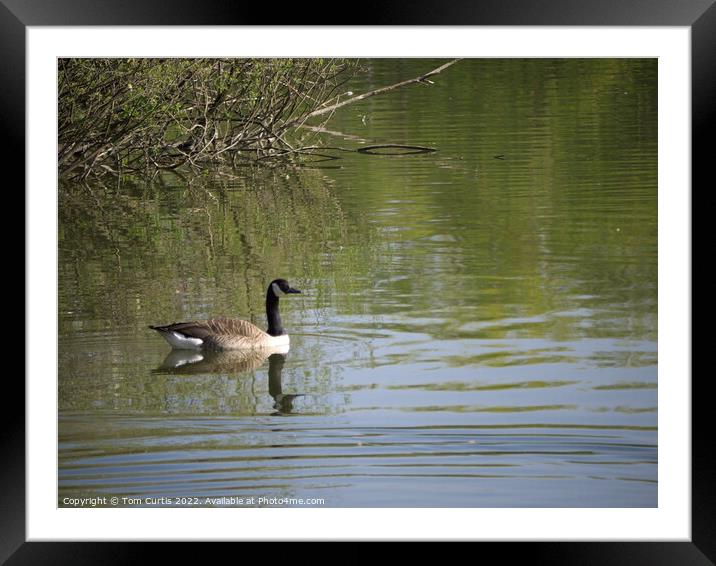 Canada Goose on Lake Framed Mounted Print by Tom Curtis
