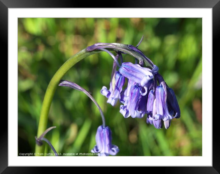 English Bluebells Framed Mounted Print by Tom Curtis