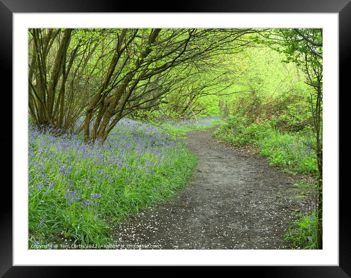 Bluebell Woodland Framed Mounted Print by Tom Curtis