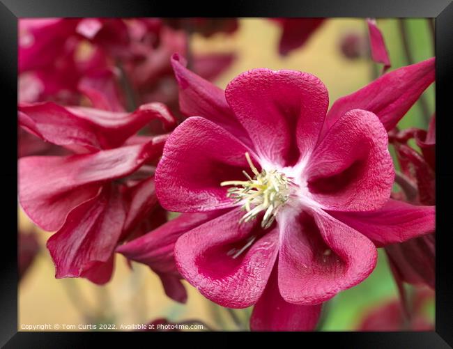 Aquilegia flower red Framed Print by Tom Curtis