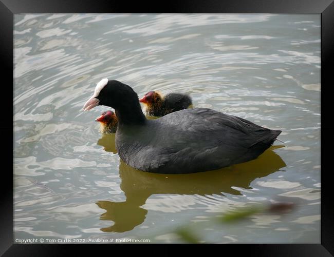 Coot and Chicks Framed Print by Tom Curtis