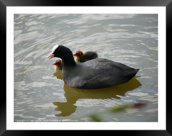 Coot and Chicks Framed Mounted Print by Tom Curtis
