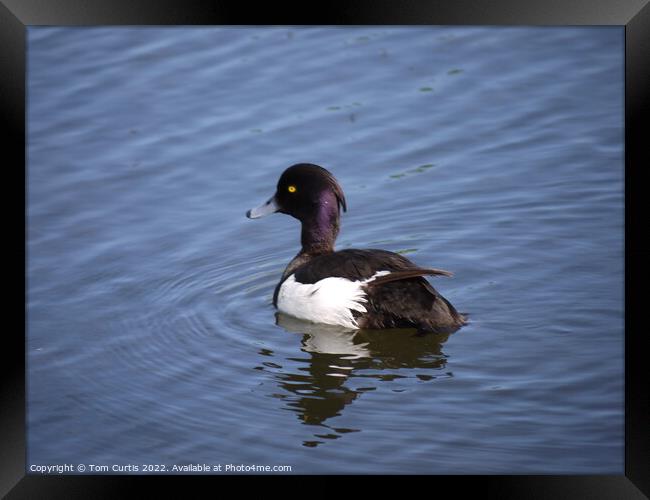 Tufted Duck Framed Print by Tom Curtis