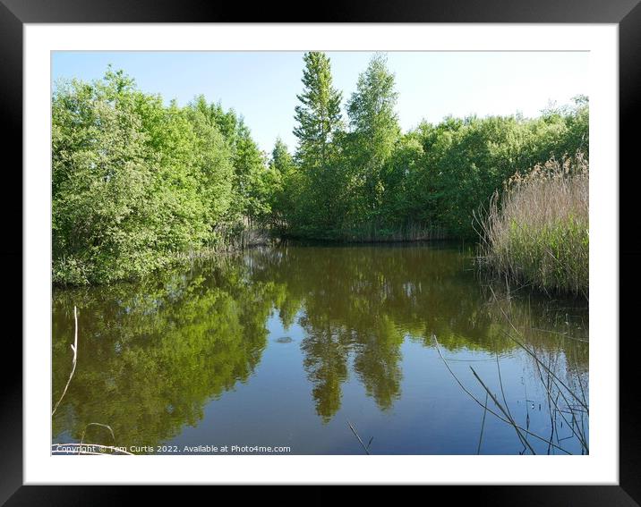 Reflections of trees in small lake Framed Mounted Print by Tom Curtis