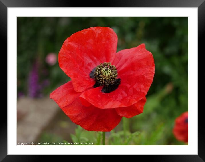 Wild Poppy Framed Mounted Print by Tom Curtis