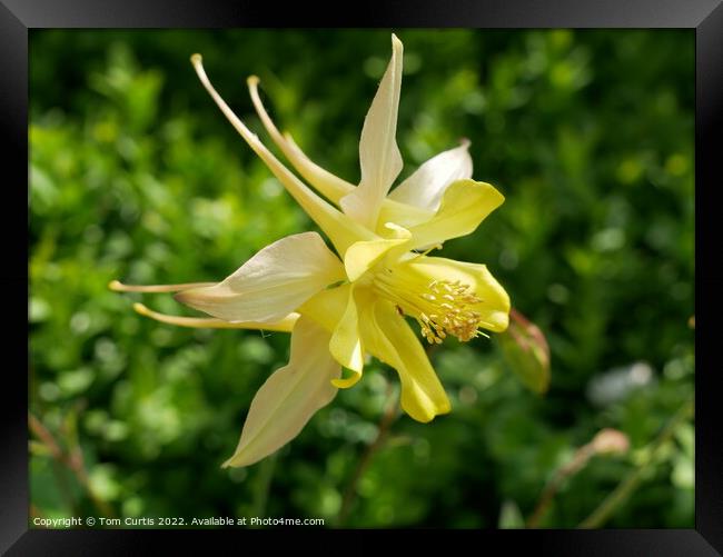 Aquilegia Yellow Queen Framed Print by Tom Curtis