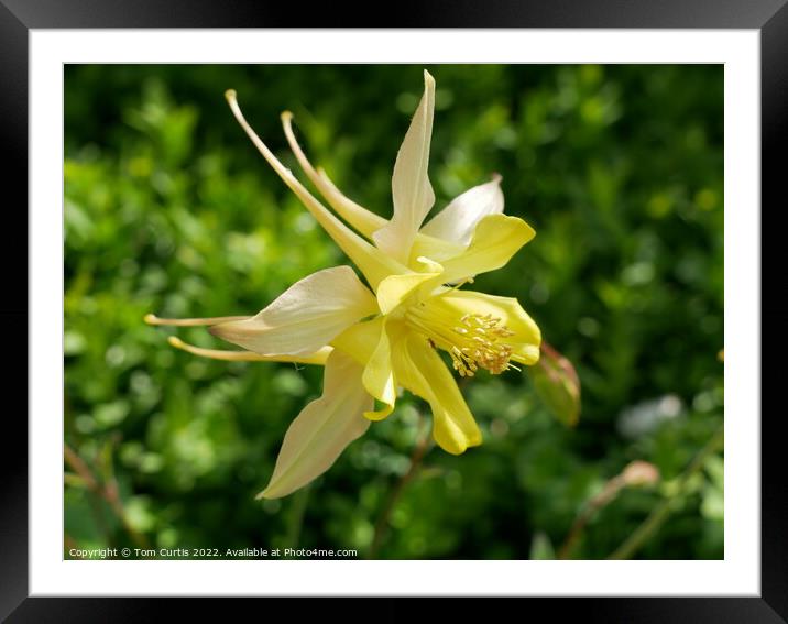 Aquilegia Yellow Queen Framed Mounted Print by Tom Curtis
