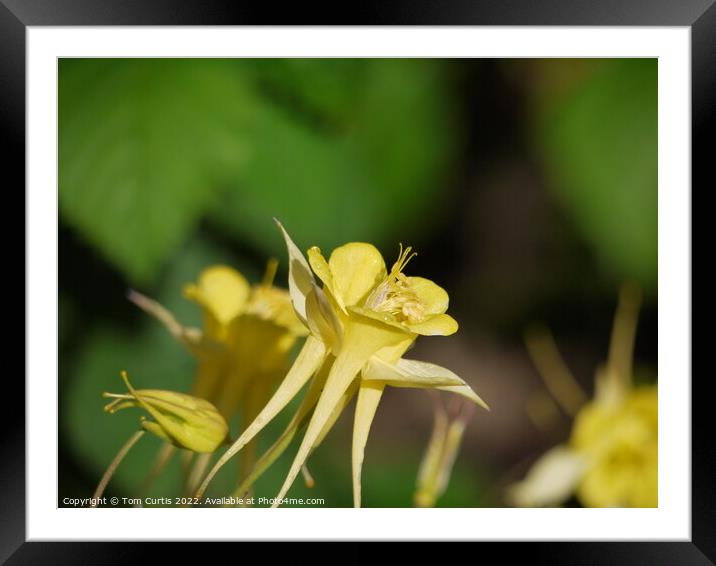Aquilegia flower yellow Framed Mounted Print by Tom Curtis