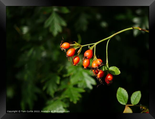 Rose Hips Framed Print by Tom Curtis