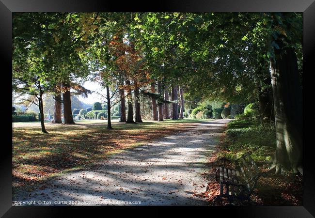 Path through the Gardens Framed Print by Tom Curtis