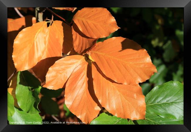 Brown leaves Framed Print by Tom Curtis