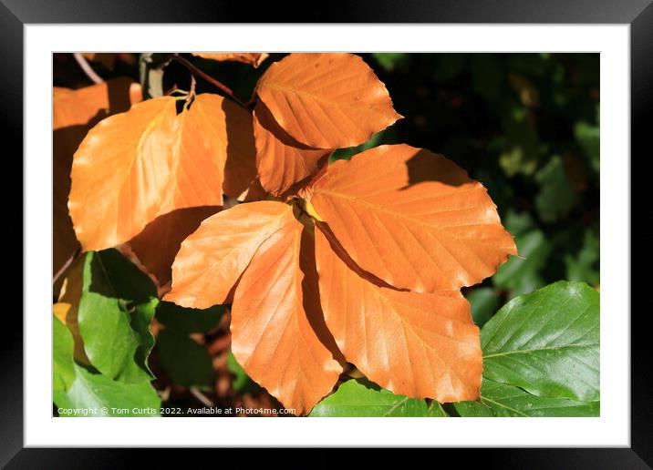 Brown leaves Framed Mounted Print by Tom Curtis