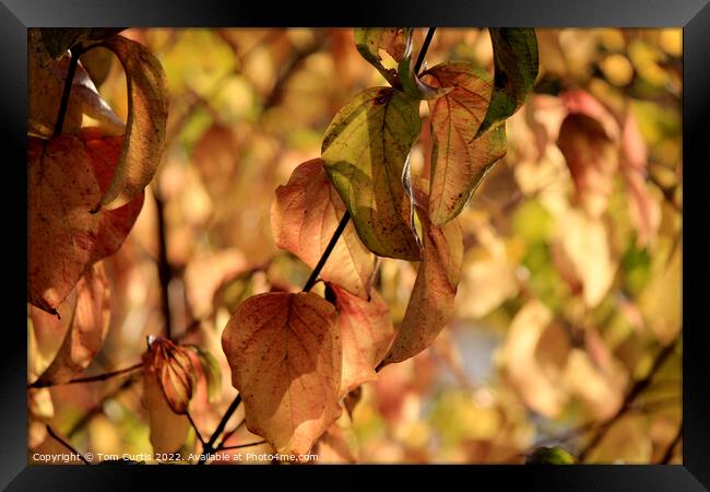 Autumn Leaves Framed Print by Tom Curtis