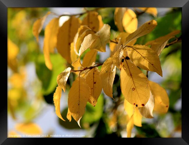 Yellow leaves in Autumn Framed Print by Tom Curtis