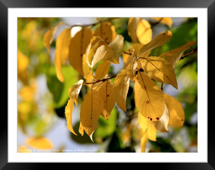 Yellow leaves in Autumn Framed Mounted Print by Tom Curtis