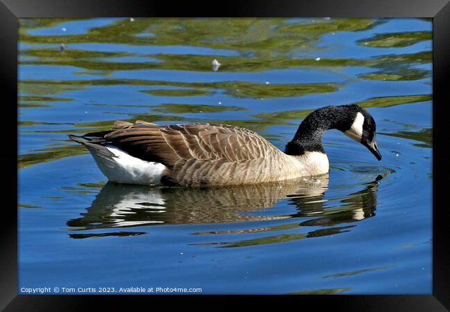 Canada Goose with reflection Framed Print by Tom Curtis