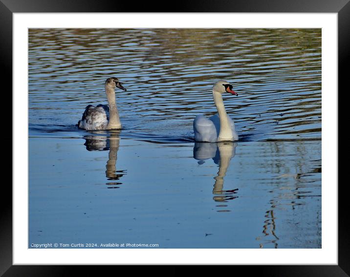 Mute Swan and Cygnet Framed Mounted Print by Tom Curtis