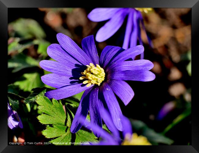 Anemone Blanda flower Framed Print by Tom Curtis