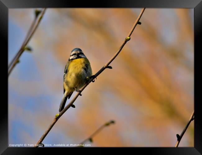 Blue Tit perched in a Tree Framed Print by Tom Curtis