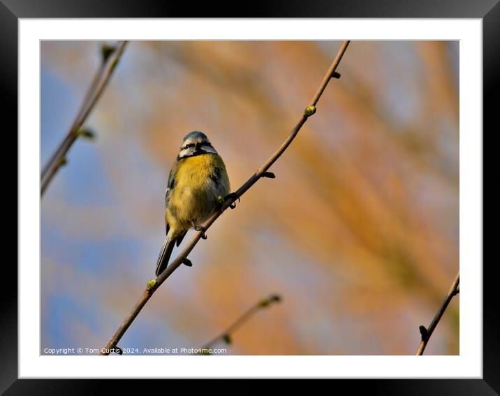Blue Tit perched in a Tree Framed Mounted Print by Tom Curtis