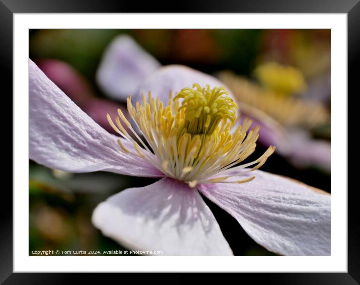 Clematis Montana flower Framed Mounted Print by Tom Curtis