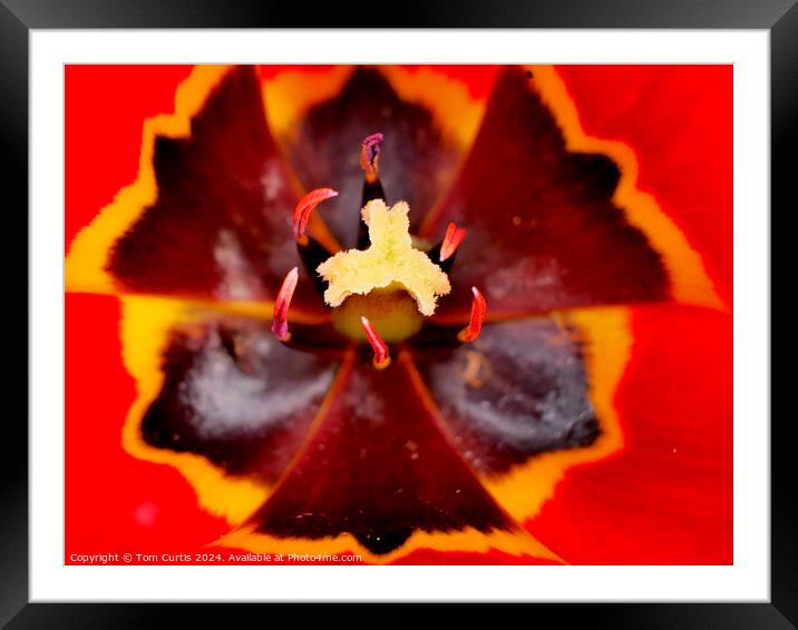 Red Tulip Framed Mounted Print by Tom Curtis