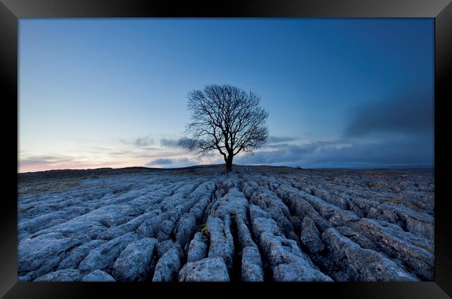Malham Lone Tree Framed Print by Colin Jarvis