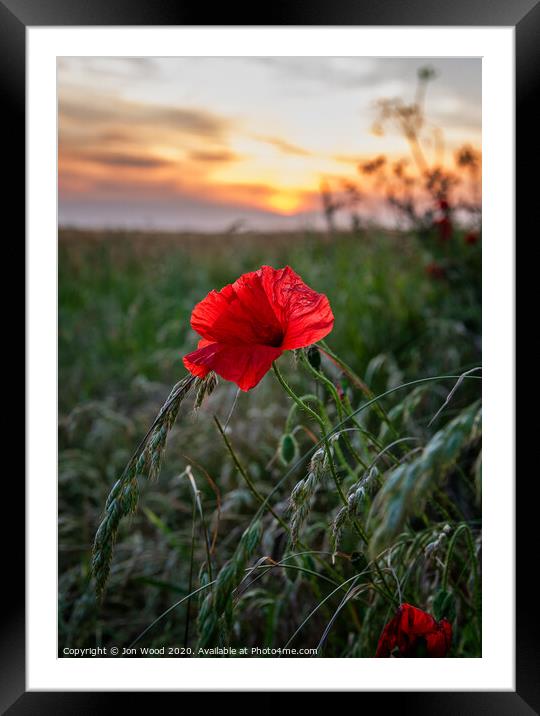 Plant flower Framed Mounted Print by Jon Wood