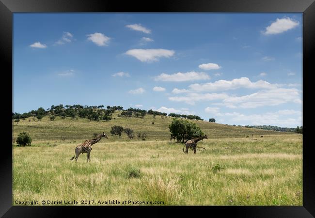 South Africa giraffes Framed Print by Daniel Udale