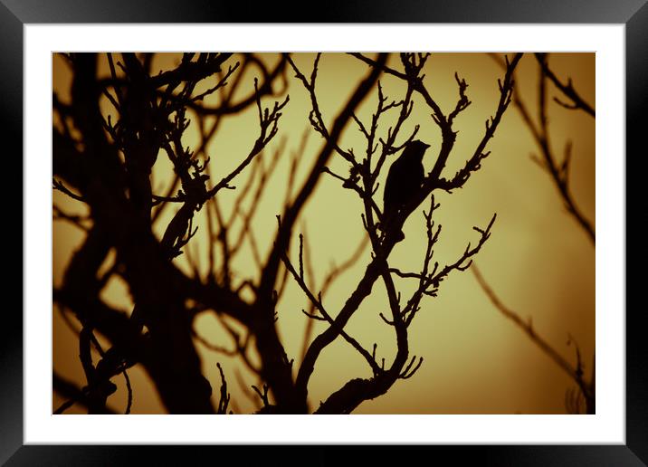 Bird In Tree Silhouette Framed Mounted Print by Craig Bennett