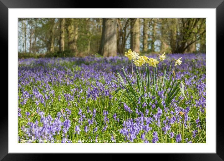 Daffodils in a Woodland Glade Framed Mounted Print by Ann Mitchell
