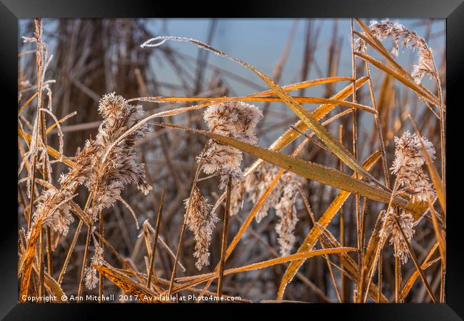 Frozen Reeds Framed Print by Ann Mitchell