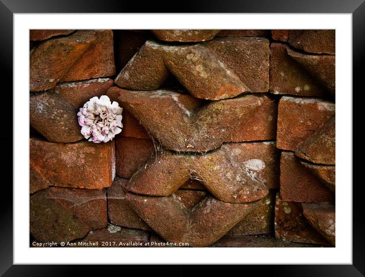 Flower Among the Bricks Framed Mounted Print by Ann Mitchell