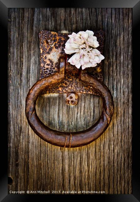 Knock on Wood Framed Print by Ann Mitchell