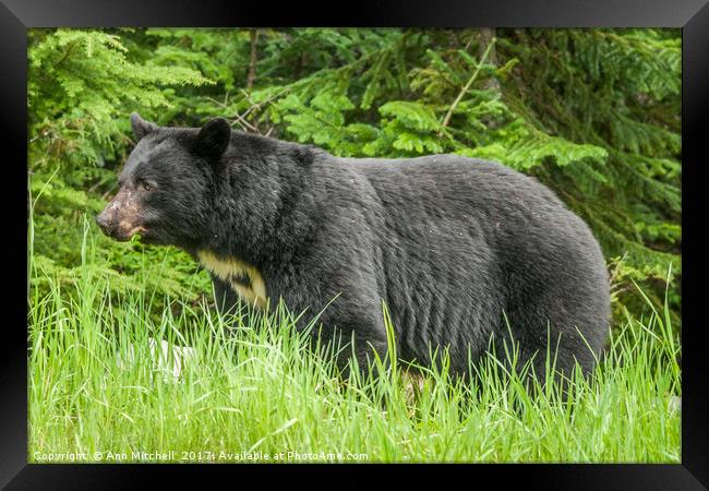 Wild American Black Bear Framed Print by Ann Mitchell