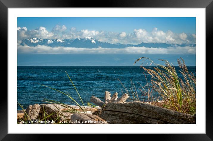 Driftwood by the Salish Sea Framed Mounted Print by Ann Mitchell