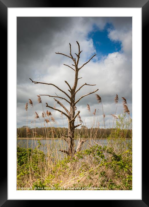 Skeleton Tree Rollesby Broad Norfolk Framed Mounted Print by Ann Mitchell