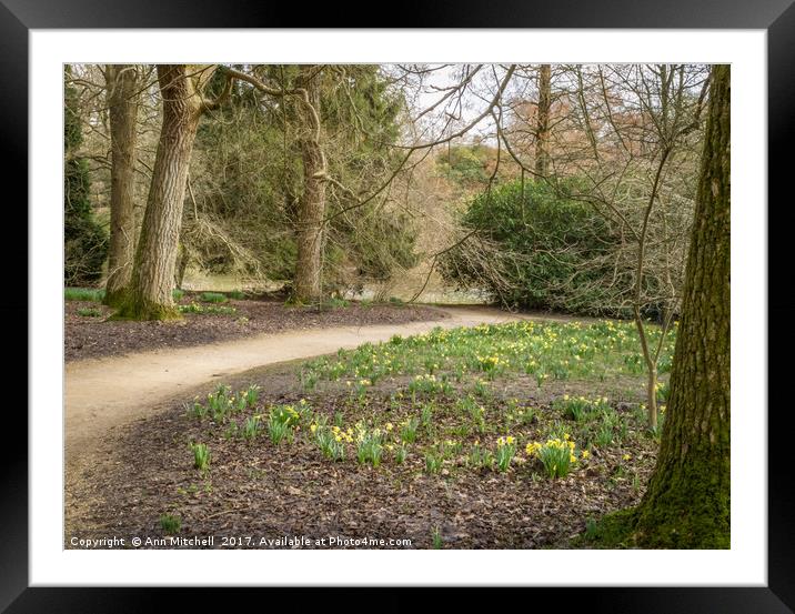 Woodland Glade of Miniature Daffodils Framed Mounted Print by Ann Mitchell