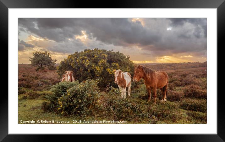 New Forest ponies sheltering from the storm Framed Mounted Print by Robert Bridgewater
