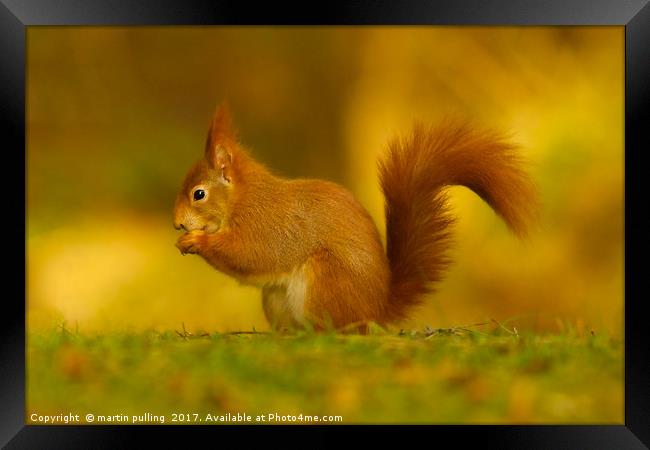 Red Squirrel on Anglesey Framed Print by martin pulling