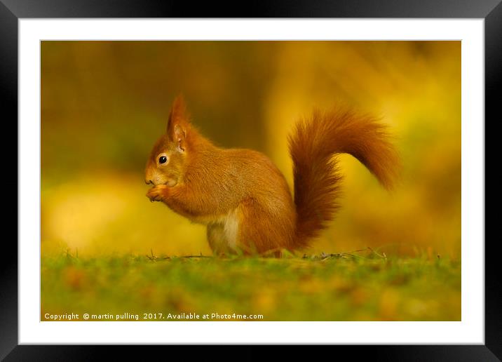 Red Squirrel on Anglesey Framed Mounted Print by martin pulling