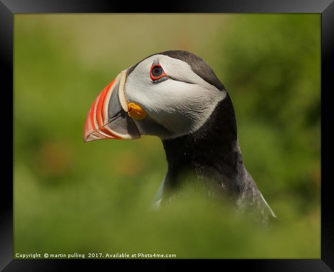 In the eye of the Puffin Framed Print by martin pulling