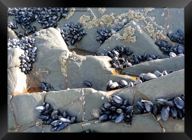 The Shelf Life of a Mussel Framed Print by john hartley