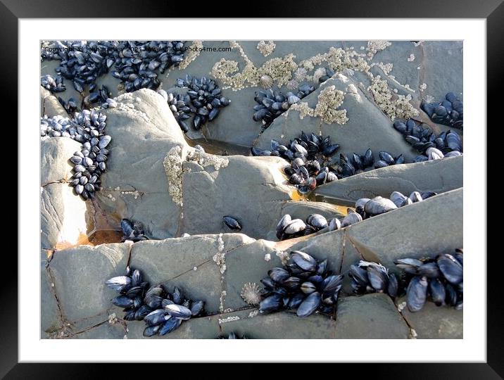 The Shelf Life of a Mussel Framed Mounted Print by john hartley
