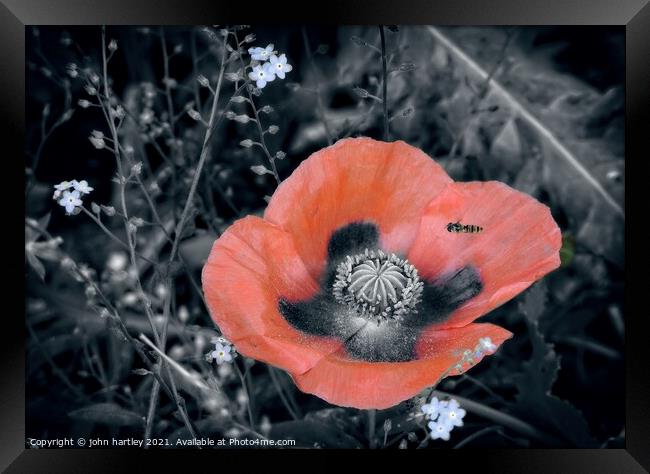 Red Poppy & A Hover Fly Framed Print by john hartley