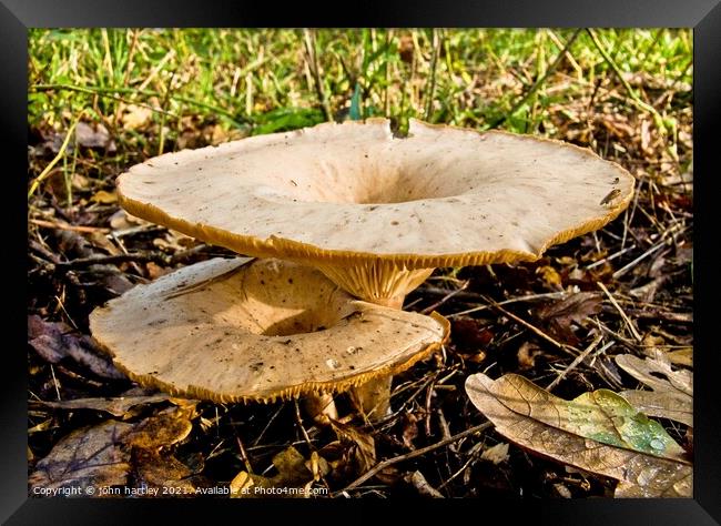 Funnel Cap Fungi Framed Print by john hartley