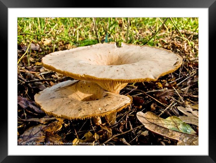 Funnel Cap Fungi Framed Mounted Print by john hartley