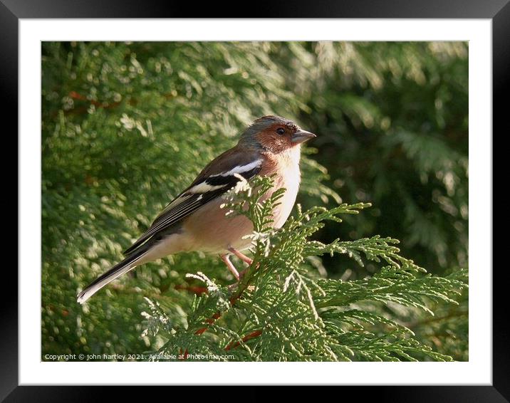 Chaffinch close up Framed Mounted Print by john hartley