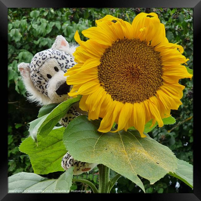 Sunflower and a cuddly toy Framed Print by john hartley