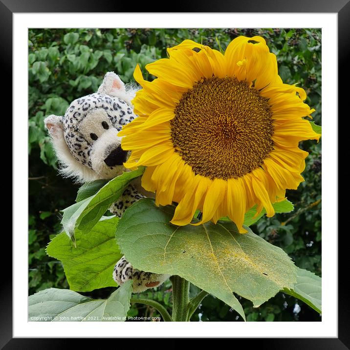 Sunflower and a cuddly toy Framed Mounted Print by john hartley